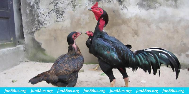 shbet16 casino hồ tràm có cho người việt vào không