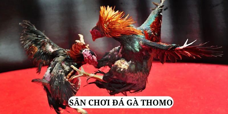 shbet16 trực tiếp xổ số miền bắc